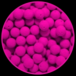 TOP BOILIES Kulki HALIBUT 8mm / 25g MatchPro
