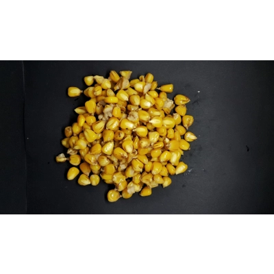 Kukurydza Preparowana 1kg - TTCarp