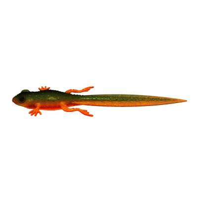 LIBRA LURES - FROG TADPOLE TAIL 8,2" (STANDARD PAINTED) - 111 ANGRY CARROT - NO TASTE